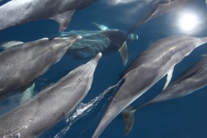 Rusningstrafik i delfinvärlden