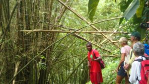 Vår guide berättar om bambuns växtrkraft