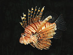 Lionfisch - Bilden är från Wikipedia